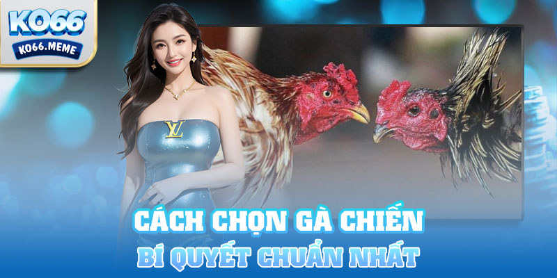 Bí quyết cách chọn gà chiến chuẩn