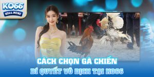 Cách chọn gà chiến