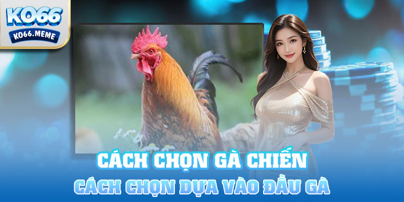 Cách chọn gà chiến hay dựa vào xem đầu gà