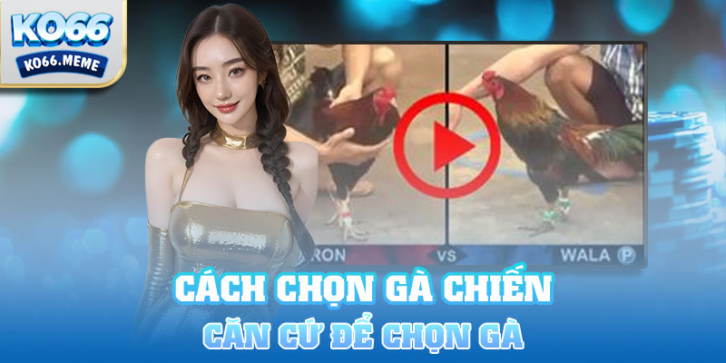 Căn cứ vào đâu để khám phá ra cách chọn gà chiến hay