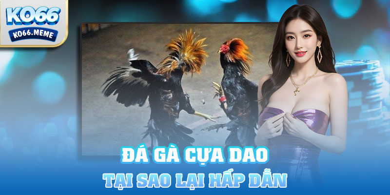 Tại sao Đá gà cựa dao hấp dẫn kê thủ?