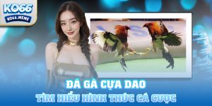 Đá gà cựa dao