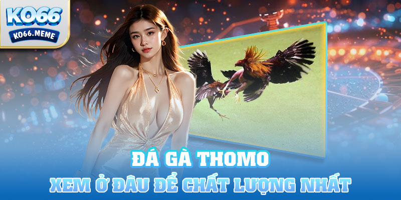 Xem đấu kê Thomo ở đâu chất lượng nhất?